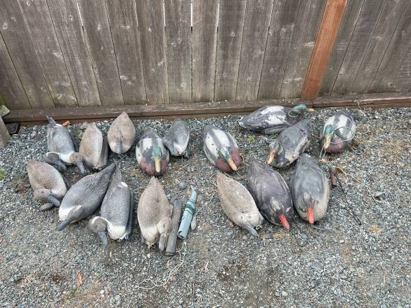Duck decoys 1