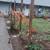 Do you need yard work, clean up or Leaf Removal and BlackBerry Removal 17 thumbnail