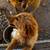 Golden Retriever female 5 thumbnail
