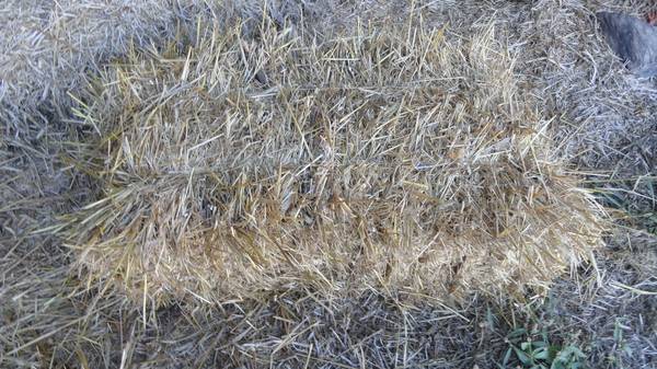 straw    bedding-cover grass seeding 1