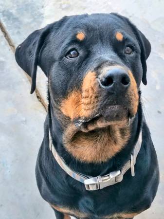 3 year old rottie female looking for new home 1