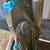Bissell PowerForce Upright Vacuum – Works Great, Clean, Ready to Go 7 thumbnail