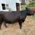 Angus/Devon Cross Cow Calf 2 thumbnail