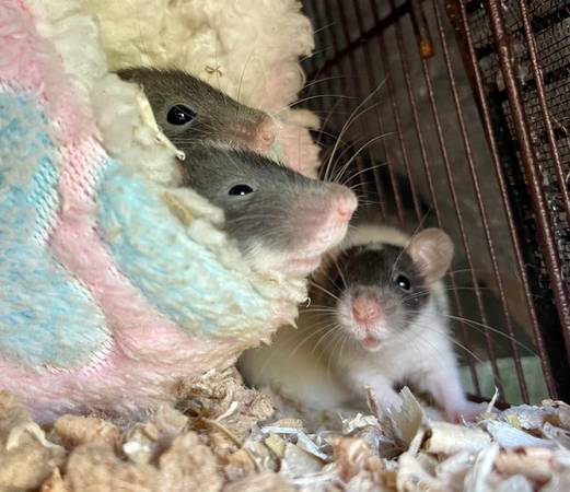 3 pet male baby rats 1