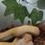 Albino ball python 2 thumbnail