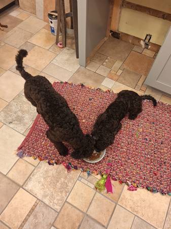 Mini Poodle (Longview)63895727185794121