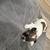 Maltese Puppies for sale 9 thumbnail