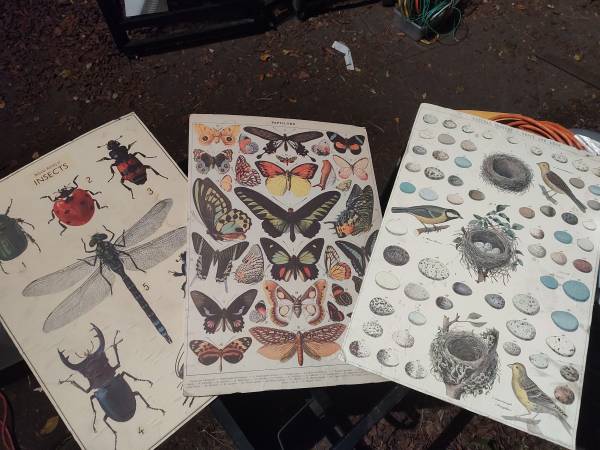 vintage-style educational charts bugs Beatles butterfly oddities goth 1