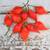 Biquinho Sweety Drop Heirloom Pepper Seeds 1 thumbnail