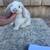 Bunnies Available - Mini Plush Lop 8 thumbnail