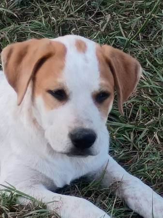 Buscando hogares (Copperas Cove)63839344028801124