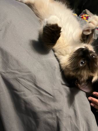 Gato muñeco de trapo (Sioux Falls)63843454698497120