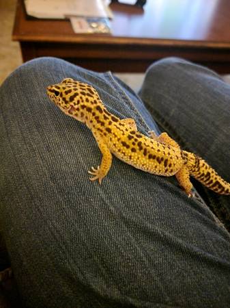 Lizards (Manchester)63844233594115120