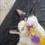 Free cat 1 thumbnail