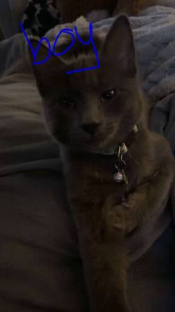 3 kittens in need of homes (Spanaway)63688936022659120