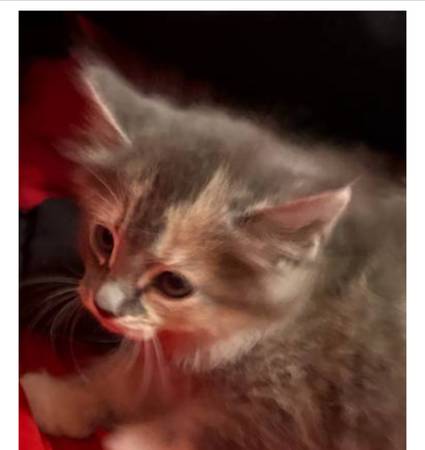 Kittens in Palmdale (Palmdale)63913719211779120