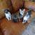 Altered kittens with shots and paperwork for adoption 2 thumbnail