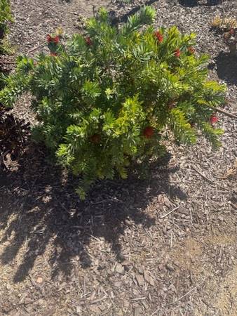 Bottle Brush Shrubs 5 Available 1