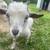 Goats for sale 1 thumbnail