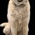 FOUND DOG 3 thumbnail