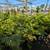 Australian Tree Fern 23 thumbnail