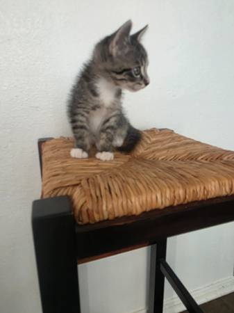 3 months old boy cat ? ? (Las vegas)63907185200259121