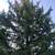 🌳Great Impression Tree Services 🌳 13 thumbnail