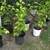 Arrowhead plants, Snake Plants, Spider, Dragon Palm, and Ficus 3 thumbnail