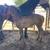 Frisian Colt / Potrillo Frisian 2 thumbnail