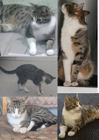 Missing Male Tabby Cat - $50 REWARD for confirmed picture 1