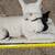 3 large vintage  statues, old...DOG, rabbit...and bunny pot holder 14 thumbnail