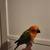 Sun Conure Baby Parrot 7 thumbnail