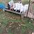 Boer goats for sale 7 thumbnail