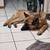 6 year old German Shepards (2) 3 thumbnail