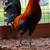 Game Chickens 2 thumbnail
