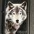 Zippo Wolf Lighter - Black - New 1 thumbnail