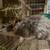Rabbit 2 thumbnail