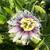 Organic rooted yellow passion fruit vine plants $8 ea La Conchita 2 thumbnail