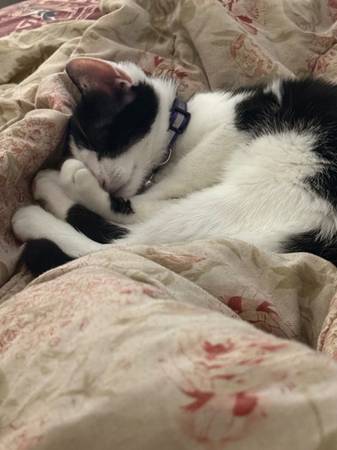Female kitten574736441981675521