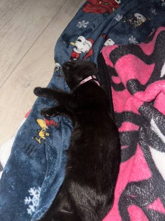 kitten for sale $20 (brentwood / oakley)63909865701378121
