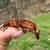 Crested gecko 1 thumbnail