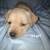 Adorable puppies 7 thumbnail