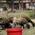 Sheeps & goats 2 thumbnail