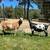 Nigerian dwarf goats 2 girls 1 thumbnail
