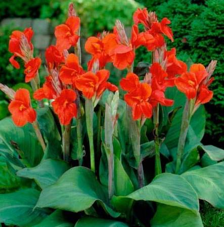Red Canna Bulbs - $1/bulb 1