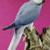 Ringnecks 14 thumbnail