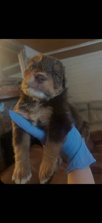 Cachorros de lab pit collie (Olympia)63869711864835124