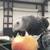 African Gray 3 thumbnail