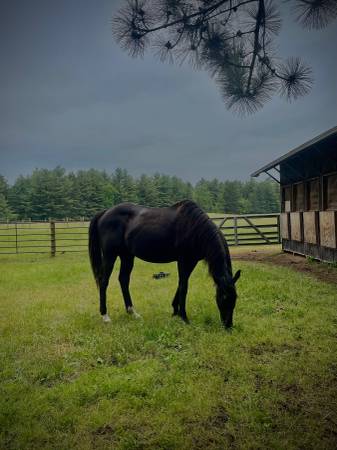 Caballo castrado roto64054659016450122