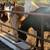 Heavy-Duty Concrete Troughs – Ranch Ready – San Antonio, TX 1 thumbnail